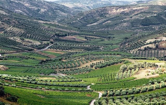A Wine Tour of Greece