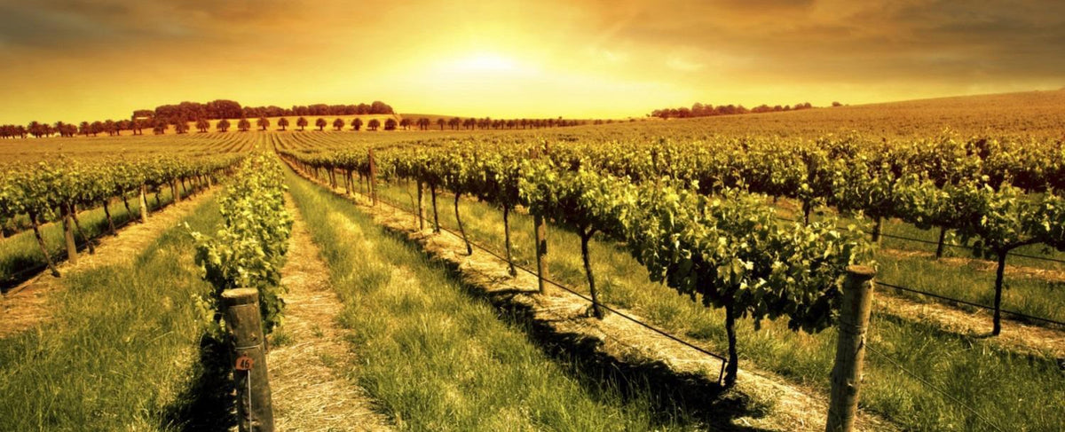 The Cleaner Path: Organic vs Sustainability