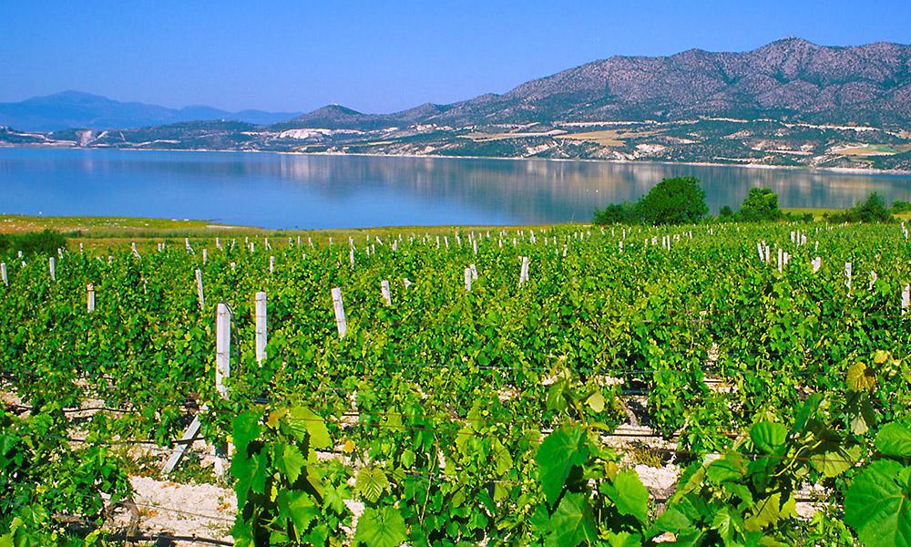 The Rise of Greek Wines: Quality, Terroir, & Today’s Rising Stars